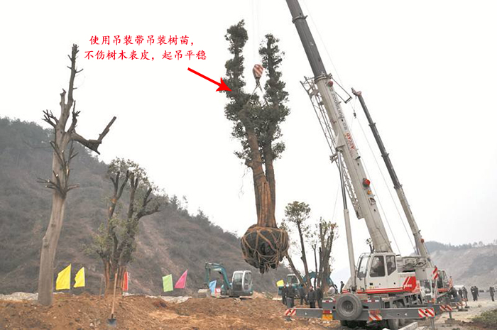 使用白色吊裝帶吊裝樹(shù)苗現場(chǎng)